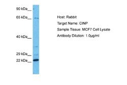 CINP Rabbit anti-Human, Polyclonal, Novus Biologicals 0.1 mL | Buy Online | Novus Biologicals | Fisher Scientific